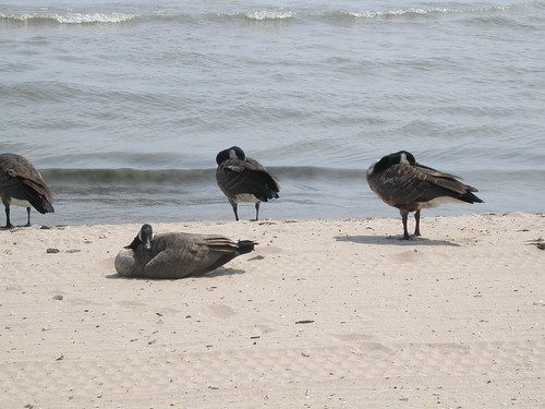 Canada geese on the beach, Lake Michigan, Bradford Beach, Milwaukee. Sunning and swimming just like all beach-goers.