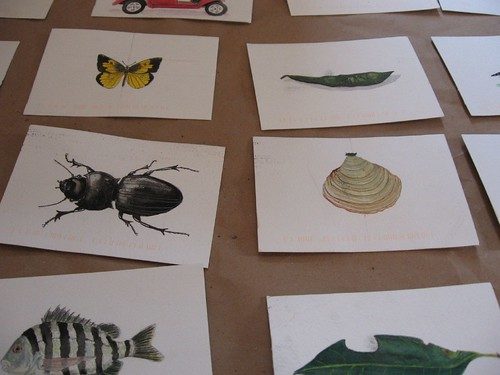 Mark Dion's own drawings of specimens. At the top of the picture, the wheels from a drawing of a golf cart are visible. It too is represented as a specimen. 