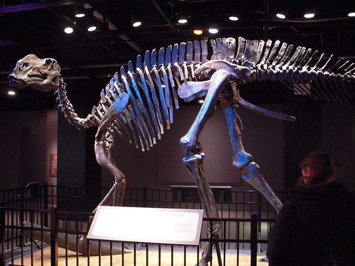 New mounting of the dinosaur Hadrosaurus foulkii at the Academy of Natural Sciences.