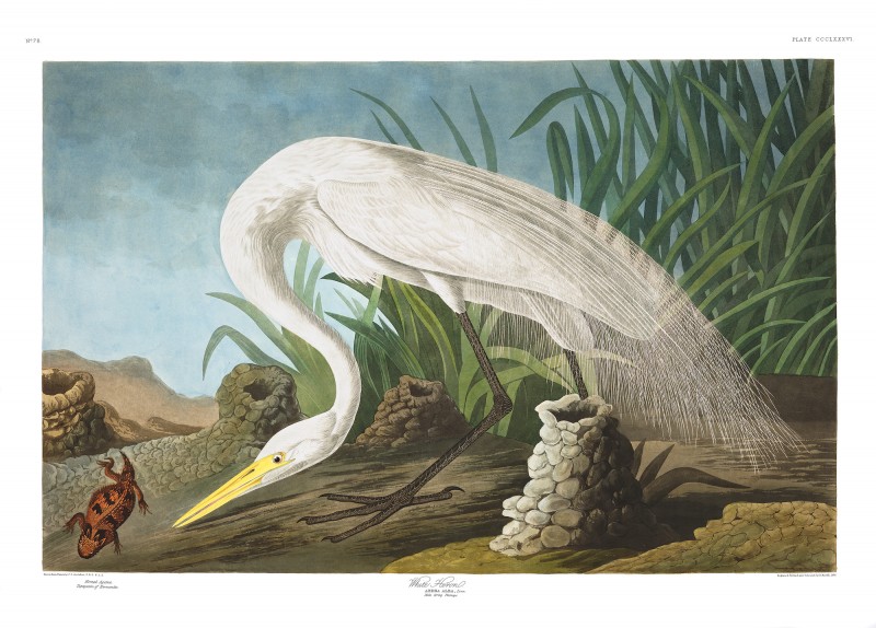 John James Audubon, White Heron,