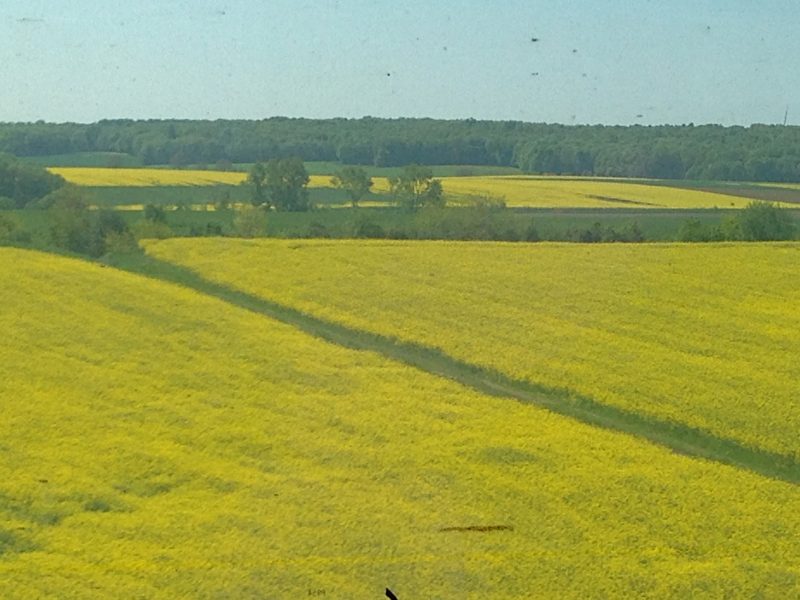 travel picture of rapeseed plants, used to make canola oil