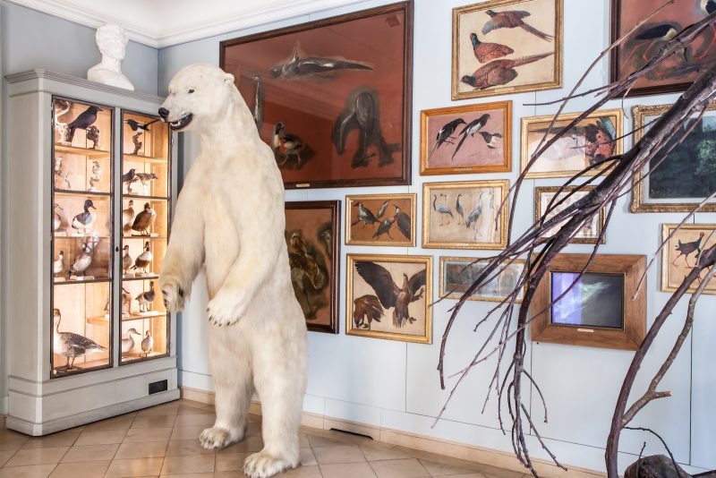 The taxidermied polar bear welcomes visitors to the Aviary Room. © Sophie Lloyd