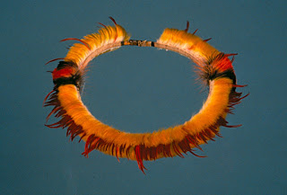 Backrack formed with a large circular wooden frame with bark weaving on the inside. The feathers are attached to the bark and a piece of wood holds the quills upright and together. They come from numerous birds, including Harpy Eagle, Parrot, Yellow-rumped Cacique, Scarlet Macaw, and blue-and-yellow Macaw. Photo: Penn Museum.