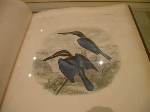 A page from John James Audubon's Birds of North America, on view at the APS Museum.