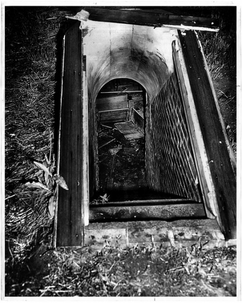 redheaded peckerwood 002