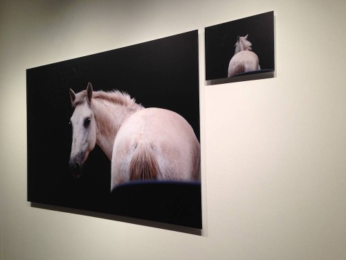 Eileen Neff Horse by Car 1 and 2 Archival Pigment on Dibond