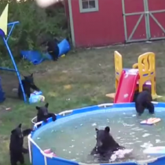 bears in kiddie pool