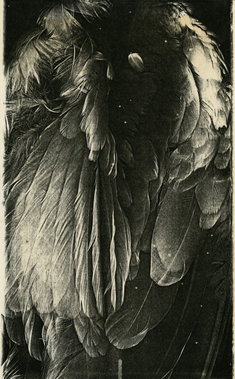 Pati Hill Photocopier, image of a swan, detail