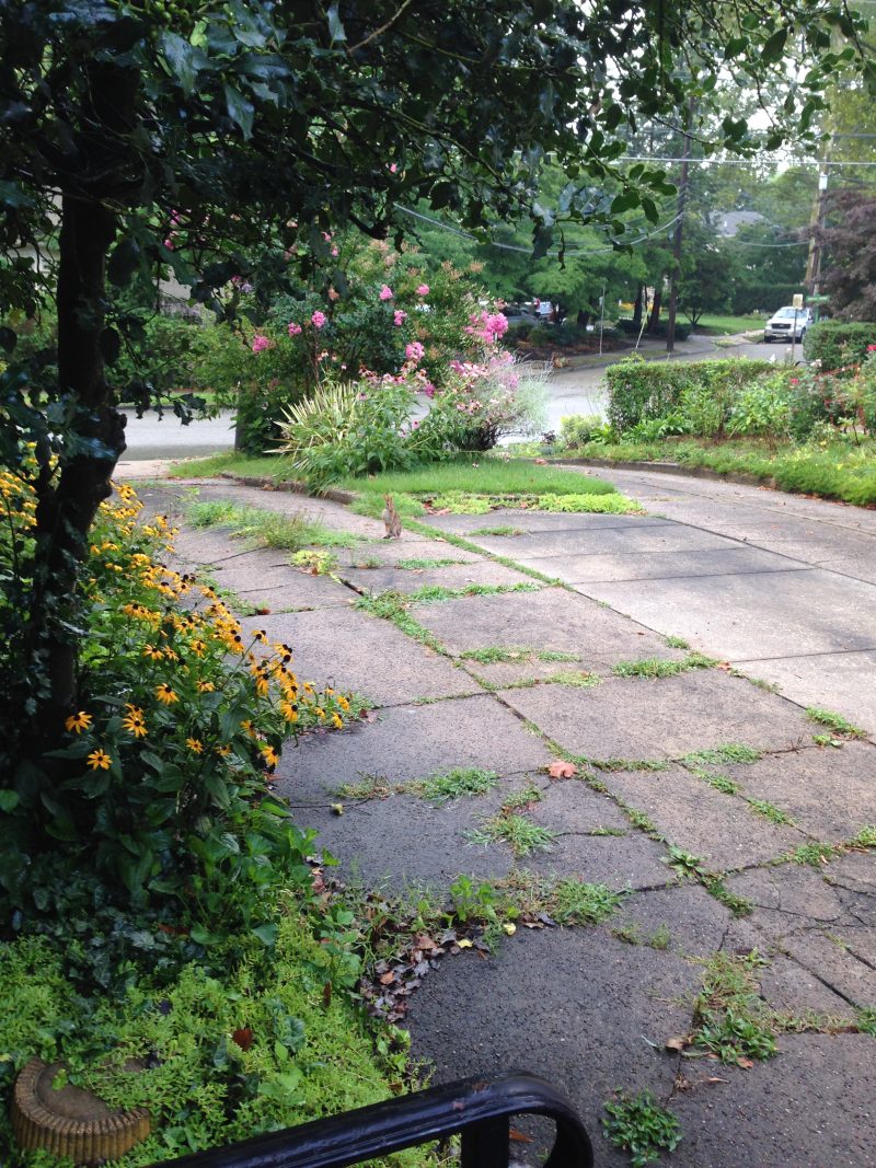 Rabbit on driveway