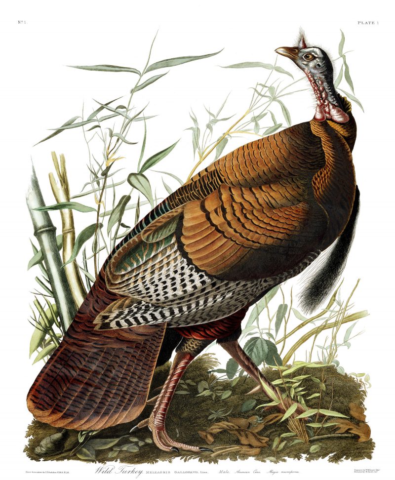 John J. Audubon's depiction of a wild turkey. Image courtesy of the John James Audubon Center at Mill Grove, Audubon, PA, and the Montgomery County, PA, Audubon Collection