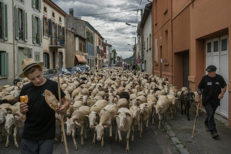 Sheep in the Pyrenees. Photo courtesy of the New York Times