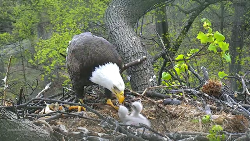 "Mr. President" (or "The First Lady"), we can't tell... feeding their young. Screenshot from DC Eagle Cam project a few years back. Check it out for an exhilarating dose of nature up close and wild. https://www.dceaglecam.org/