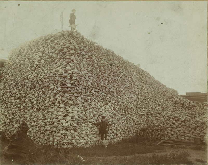 Unknown “Men Standing with Pile of Buffalo Skulls, Michigan Carbon Works” Photographic print on mat board 1892 Detroit Public Library – Burton Historical Collection