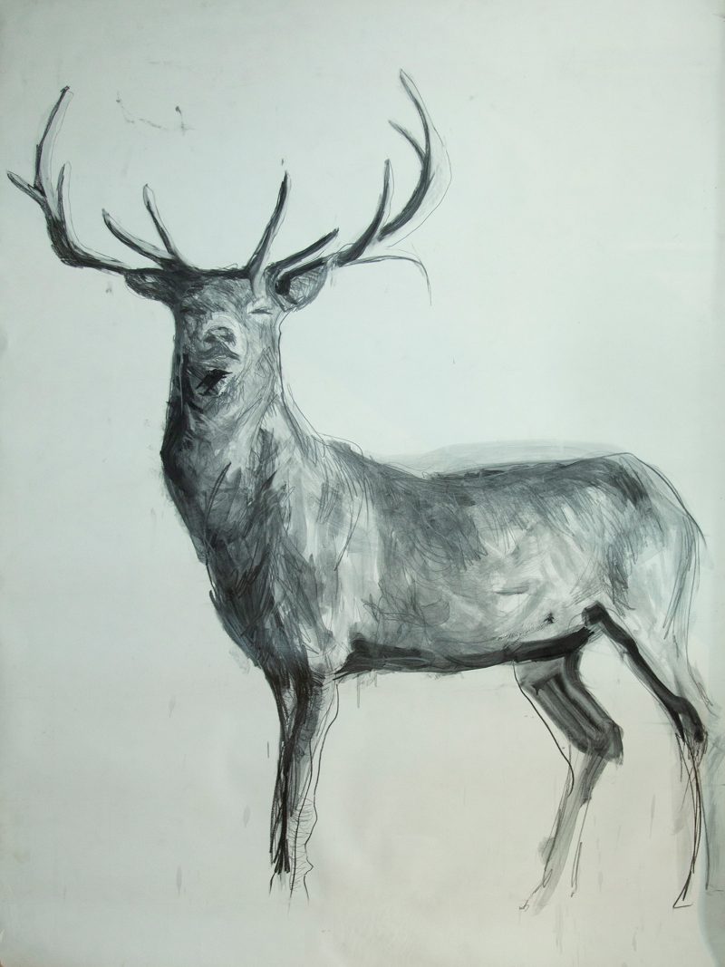 Graphite drawing of a Reindeer with horns looking towards the viewer.