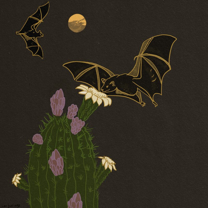 Drawing of a cactus with sprouting flowers. Bats fly around the cactus. There is a full moon in the background.