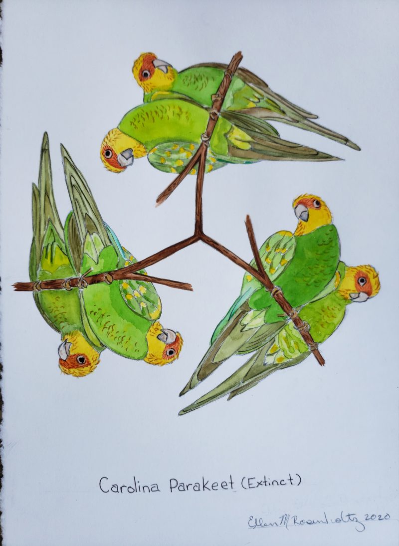 Watercolor painting of 6 Parakeets on a branch that goes outward in 3 directions in a radial pattern.