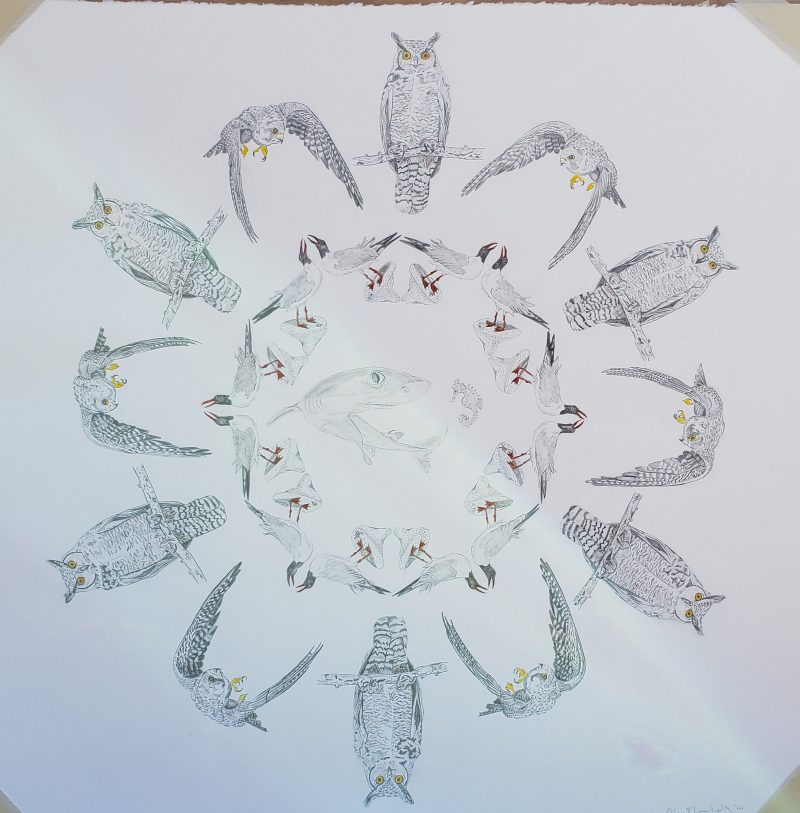 Graphite drawing of owls in a circle surrounding another species of bird in a tighter circle with a shark in the middle. Accents of yellow color on the claws and in the eyes of the owl.
