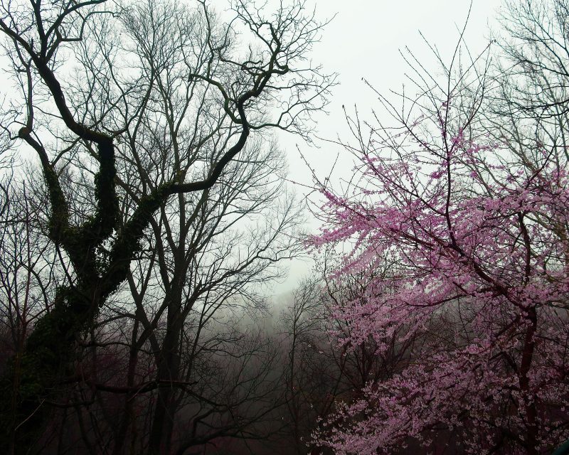 A group of bare trees and one tree blossoming with cherry blossoms.