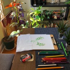 Table covered with colored pencils and a pad of paper surrounded by plants.