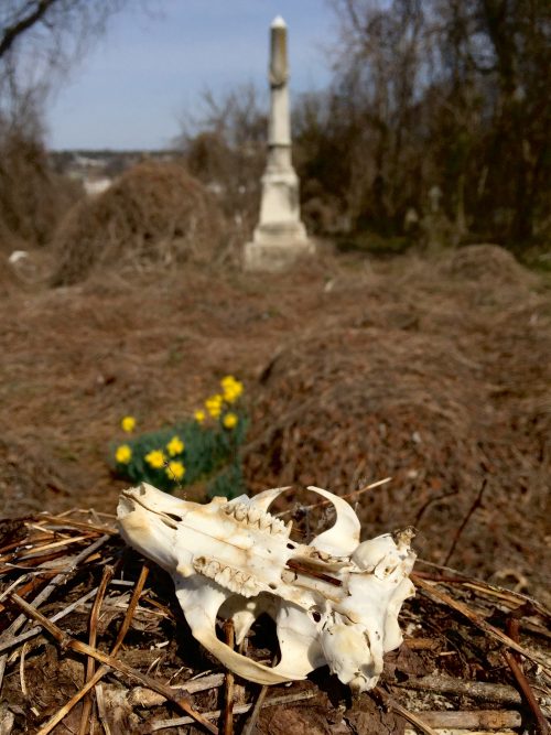 Animal skull setting in front of flowers in a graveyard with a tall white stone in the background. 