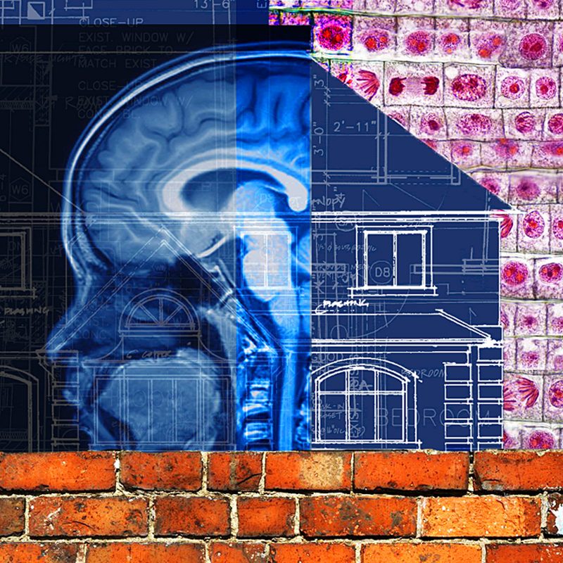 Image of a brain scan split in half and attached to half of a blueprint of a home, surrounded by patterns of cells and bricks.