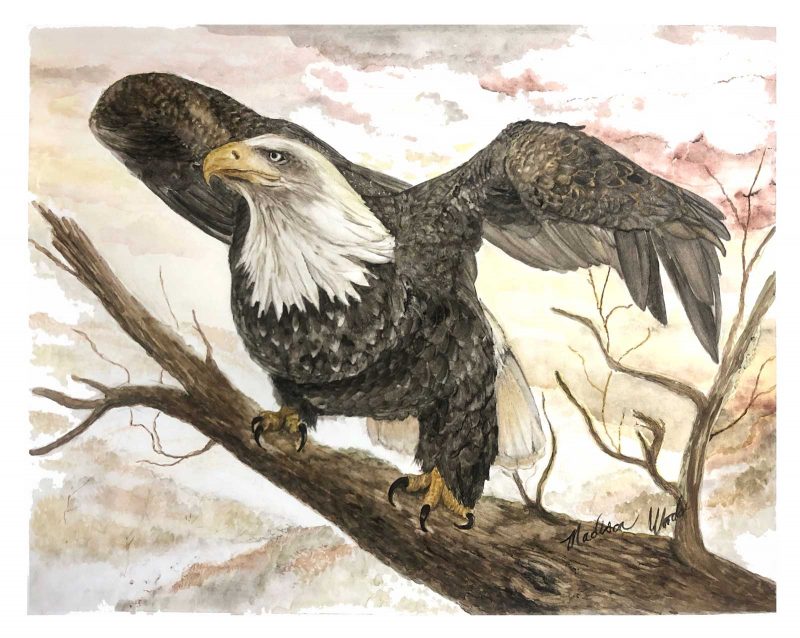 Watercolor and drawing of an eagle on a branch