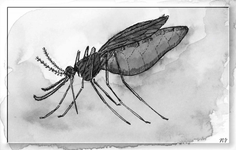 Ink drawing, mosquito