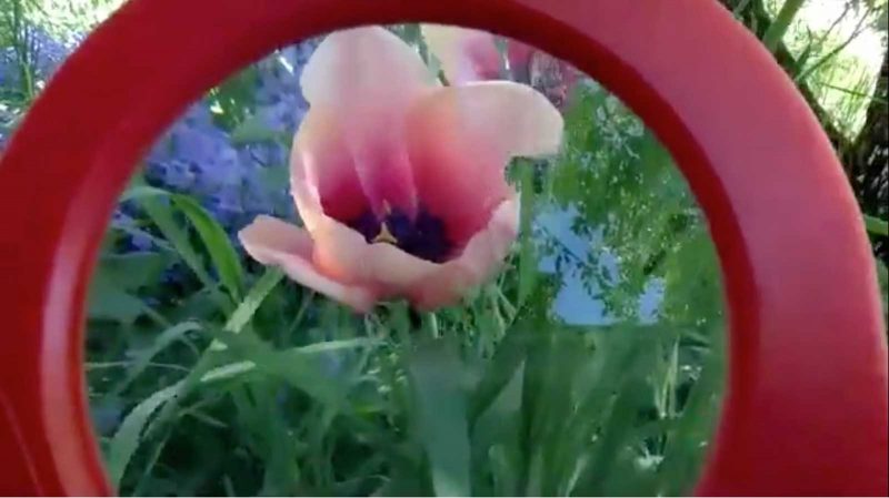 still of a pink flower framed with a red circle in a green lawn