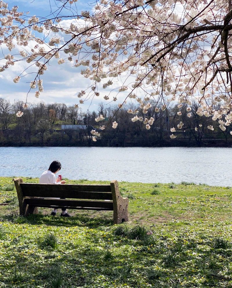 One person dressed in which sitting on a bench below a cherry tree on a waterfront.