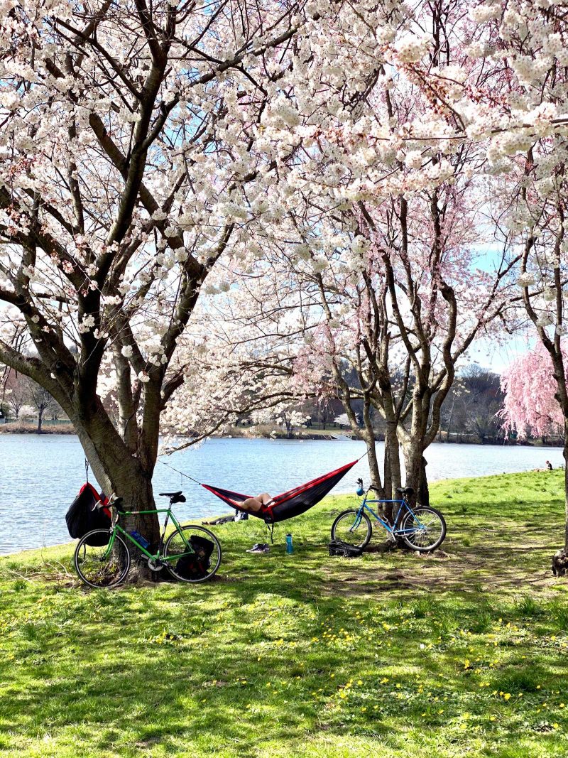 A hammock stretched between two cherry trees on a waterfront, a bike leaning against one of the trees.