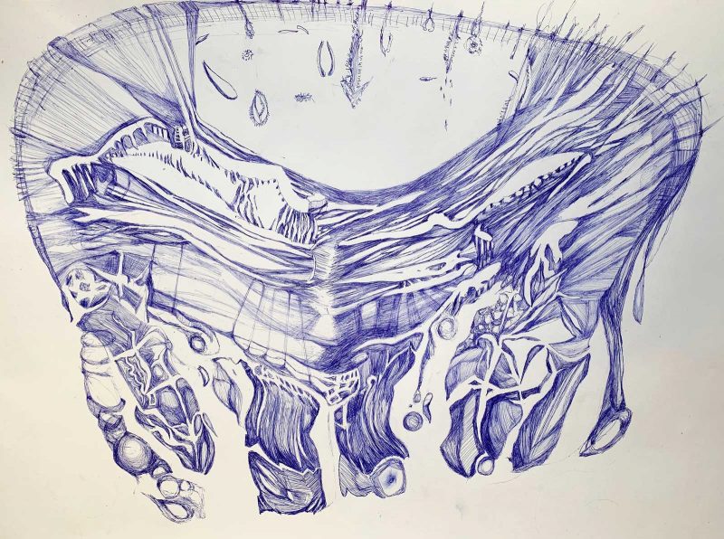 blue pen drawing of what appears to be muscle tissue. 