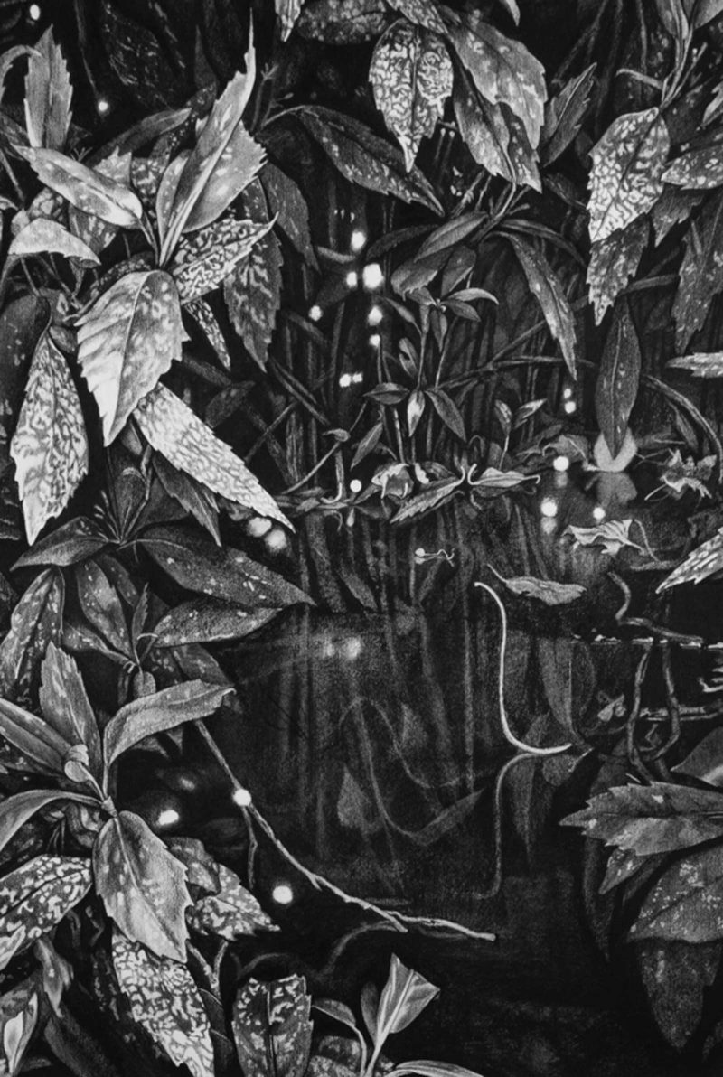 Black and white drawing of leaves and water and fireflies at night.