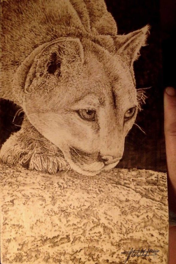 Delicate drawing of a tiger crouched over watching intently at what is likely their prey, not shown in this imagery.