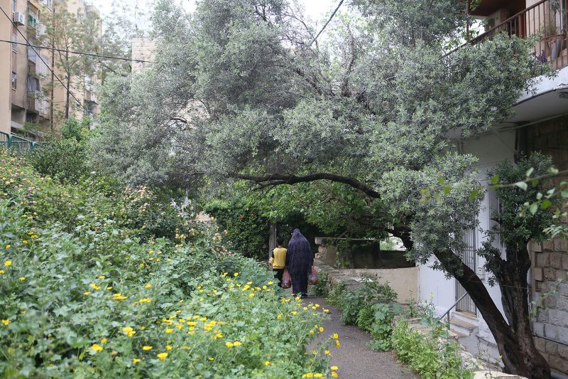 Photograph of greenery, flowers, and a tree with a path that has two people on it walking away from view