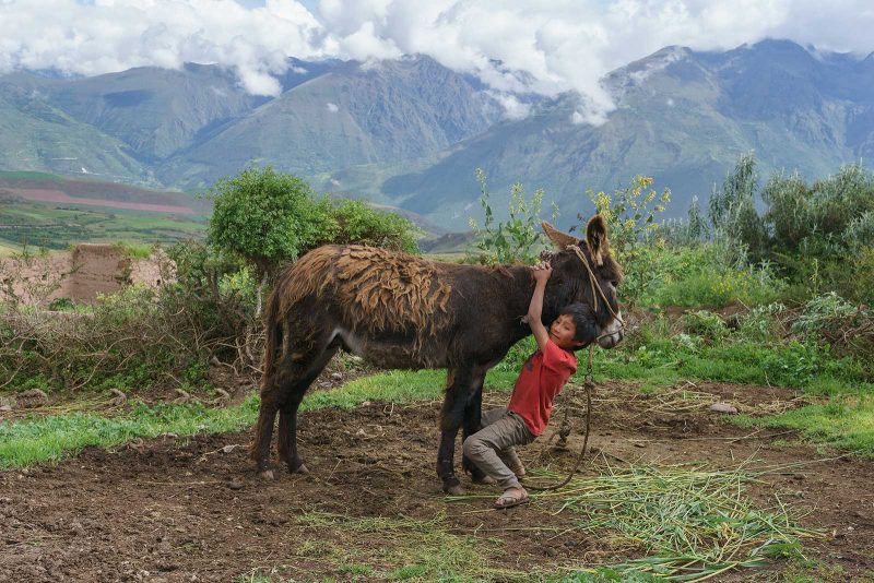 A young Peruvian boy hangs from the neck of a donkey with mountains and white clouds in the background.
