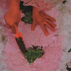Two hands in orange gloves, one scooping dirt on top of green clovers on the ground, the other grasping a pink and white textured surface on the ground.