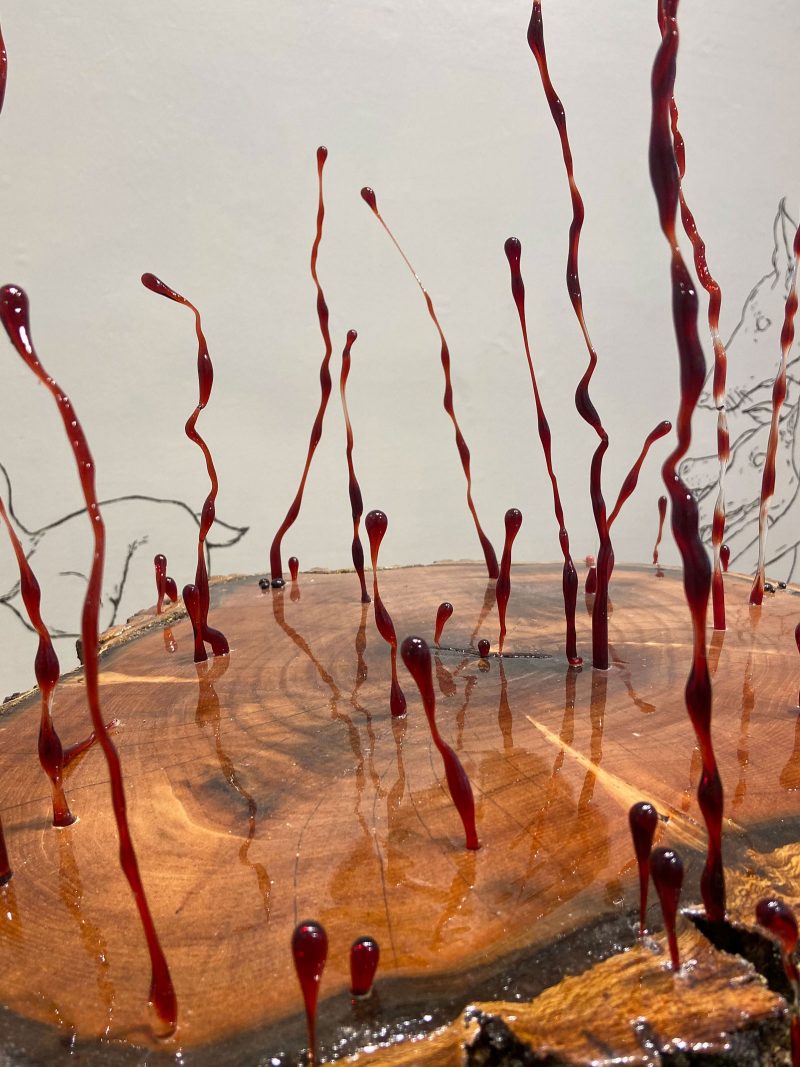 A photo shows a shiny surface of a cut tree stump that is orange-brown, from which emerge strings of dark red that end in little bulbs of color. The background i neutral whitish.