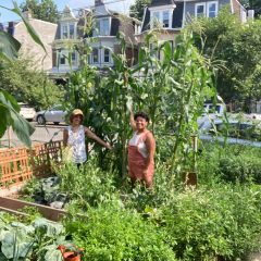 Two people stand in a small, but lush garden in the front lawn of a house on a city street, both gesturing at tall stalks behind them.