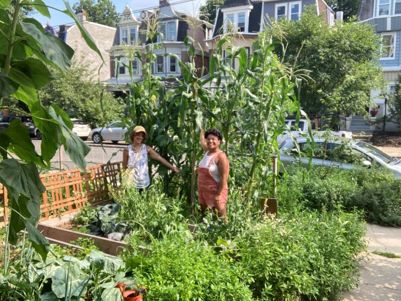 Two people stand in a small, but lush garden in the front lawn of a house on a city street, both gesturing at tall stalks behind them.