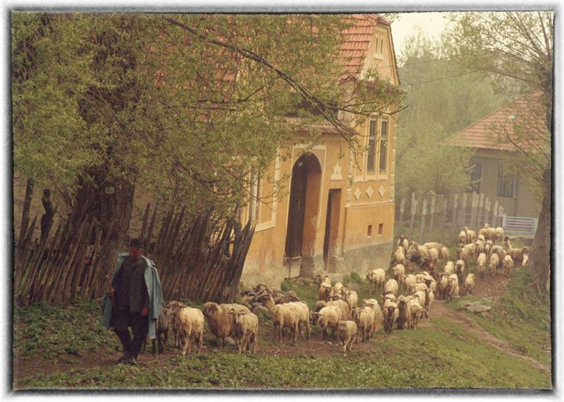 A shepherd with dark skin wearing a black hat, blue jacket, and holding a walking stick, herds a slew of sheep up a dirt road near a yellow house with a red shingled roof.