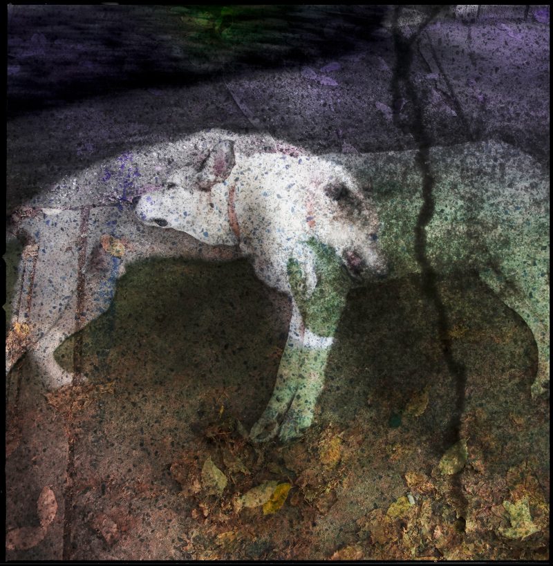 Digital collage of two white dogs laying on their side, semi-transparent such that both heads are visible near the others' hearts, overlaid with nature textures like leaves, pavement, etc. 