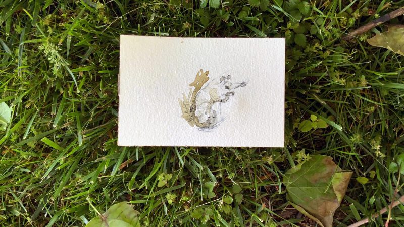 A rough watercolor sketch of a squirrel lays on top of a grass field, a still from an animation by Cindy Stockton Moore.