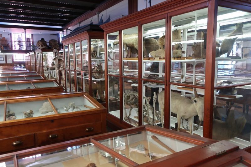 At the Wagner Free Institute, rows of brightly-lit mirrored cases hold taxidermied animals and skeletons.