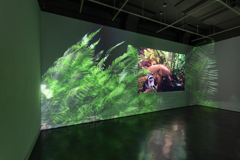 A color video projected on a wall shows enormous ferns in gorgeous green against a dark background, and a smaller video inset shows a raccoon poised under a towering mushroom on a forest floor. 