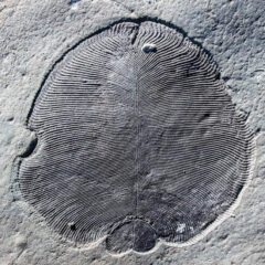 Pictured is a pattern akin to a gray fossilized leaf, it is circular with an bulb at the bottom.