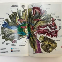 A book is opened to a two-page spread of a stylized diagram of the human brain, each section labeled according to its function.