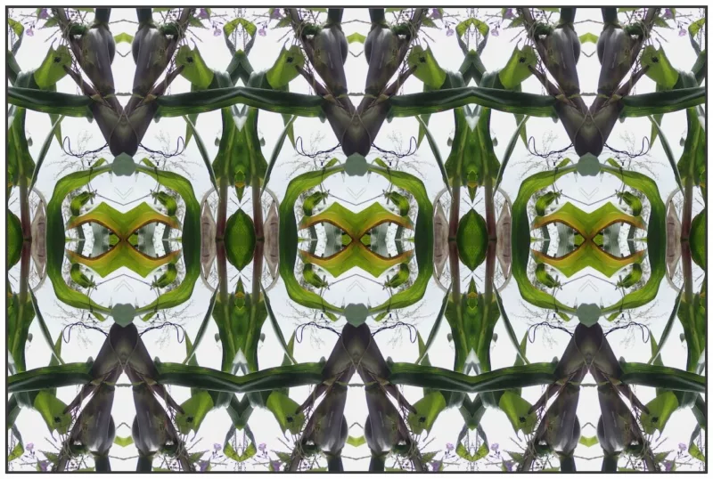 An image shows a repeat design with kaleidoscopic patterning, made from images of corn stalks and corn husks.