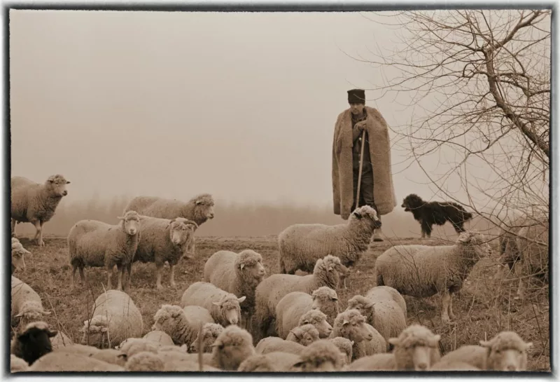 A sepia-toned image shows a man in a cape and flat-top hat who is minding his flock of sheep. He has a walking stick that he’s leaning on and is next to a dark shaggy dog. It’s as if he paused with the flock before moving across a road. The atmosphere is misty and there is a suggestion of a field in the rear and party of a tree without leaves in the foreground.