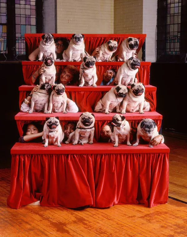 A color photo shows a tiered arrangement of steps covered with bight red, perhaps velvet curtain fabric, with the risers showing the gathered curtain material and the steps showing a group of pug dogs, all sitting and posing, with their handlers’s faces peeking through the curtain risers behind the dogs.