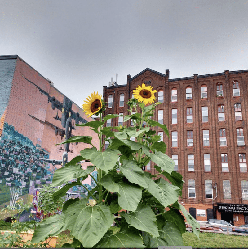Two sunflowers grow tall in an empty field across from a large vintage red brick building. To the left a building has a painted mural of airplanes on it.
